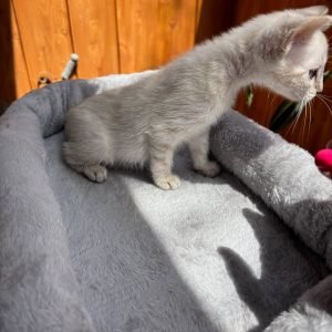 Snow Lynx Female